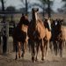 Learn To Turn Young Horses Into Polo Ponies